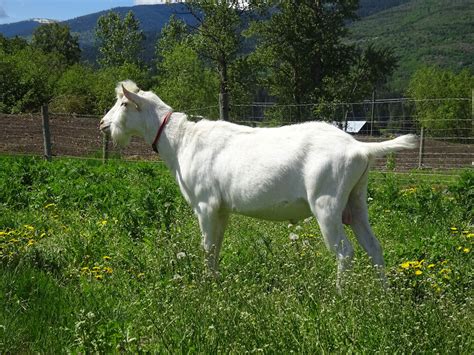 Saanen Breeding Stock | Hillside Dreams Goat Dairy