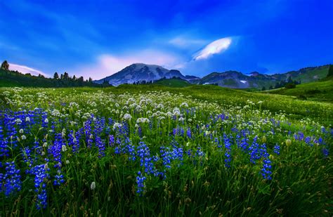 Download Landscape Mountain Flower Nature Field HD Wallpaper