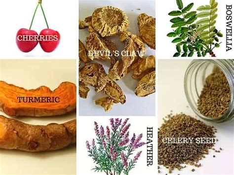 Herbs for Gout Treatment, Relief and Prevention