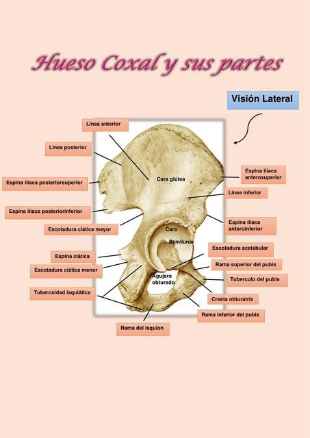 Hueso Coxal | Larissa Malosti | uDocz