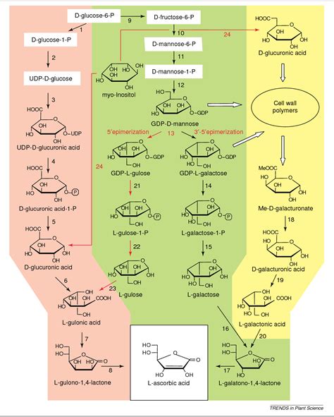 [PDF] Biosynthesis of L-ascorbic acid in plants: new pathways for an ...