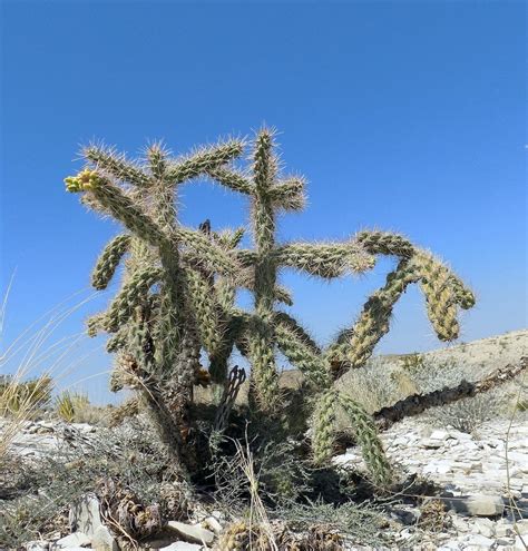 Cylindropuntia imbricata – Cholla Web