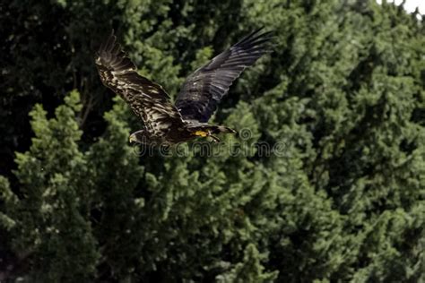 Flying golden eagle stock image. Image of beautiful - 123154207