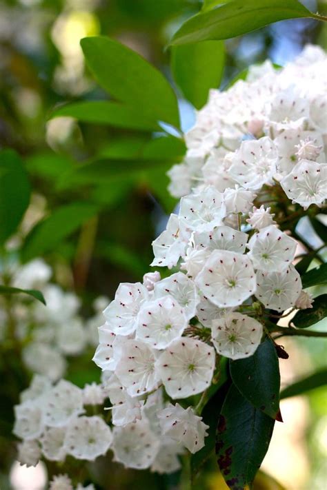 Feeding A Mountain Laurel Shrub – How To Fertilize Mountain Laurels