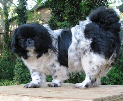 Lulu the black and white parti-colored Pekingese at 2 years old. | Pekingese, Dog breeds ...