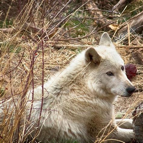 It was such an amazing experience visiting the wolf sanctuary! #nature ...