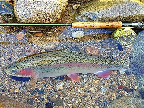 Rainbow trout my first catch on fly. | Trout fishing tips, Fly fishing flies trout, Fish