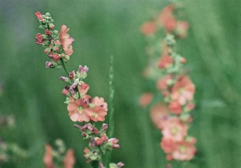 New Mexico Wildflowers Photograph by Louise Morgan - Fine Art America