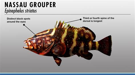 Grouper Identifier | FISHTRACK.COM