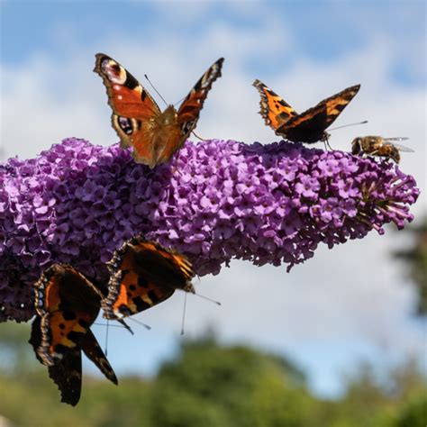 Butterfly Nectar and Host Plants - Weston Nurseries