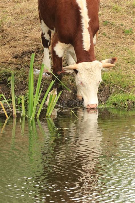 Cow Drinking from the River Stour Stock Image - Image of constables, dedham: 192792417