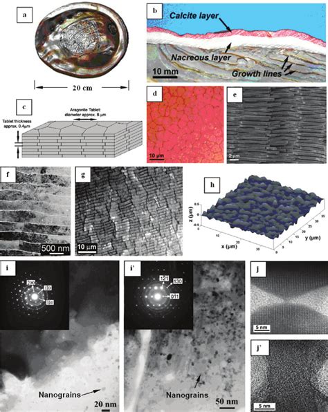 7. The multiscale structure of nacre (all images from red abalone... | Download Scientific Diagram