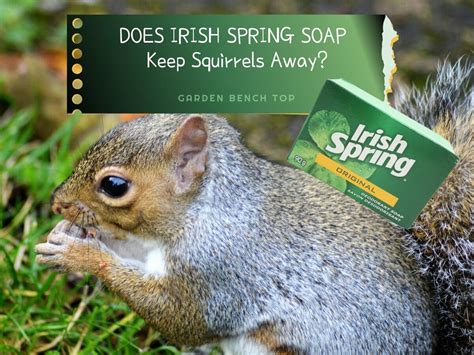 Does Irish Spring Soap Keep Squirrels Away? (ANSWERED)