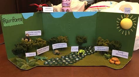 rainforest ecosystem project | Ecosystems projects, Rainforest ...