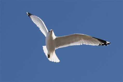 Gull ID Workshop with Derek Lovitch – Jan 30-31 | York County Audubon