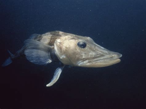 Crocodile Icefish