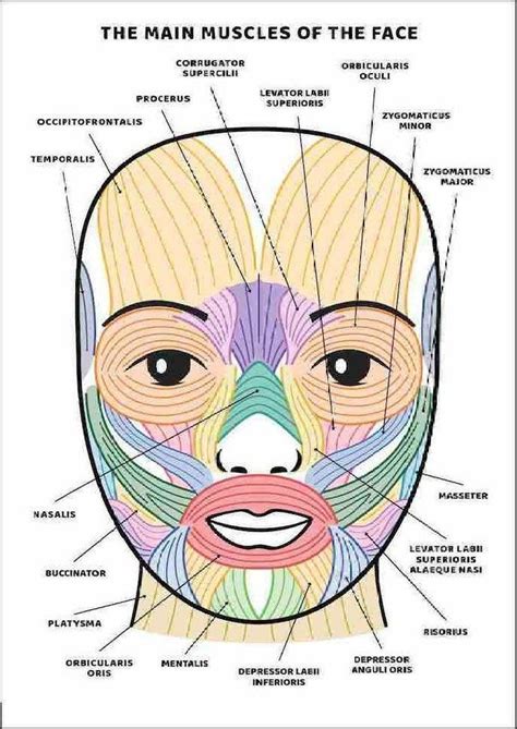 Facial Muscles and Their Functions Guide, PRINTABLE/ INSTANT DOWNLOAD, Chart/ Poster/ Diagram of ...