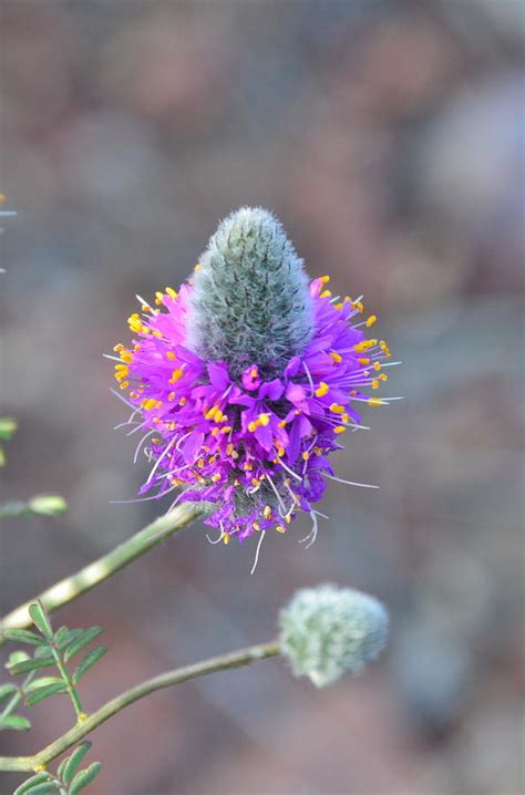 Cone Shaped Wildflower Photograph by Linda Larson