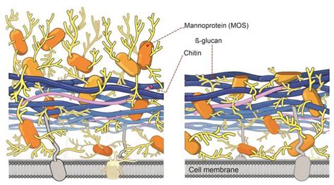 Yeast Cell Walls for Animal Feed | MOS for Healthy Animal Feed - OHLY