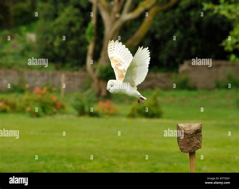 British barn owl hi-res stock photography and images - Alamy