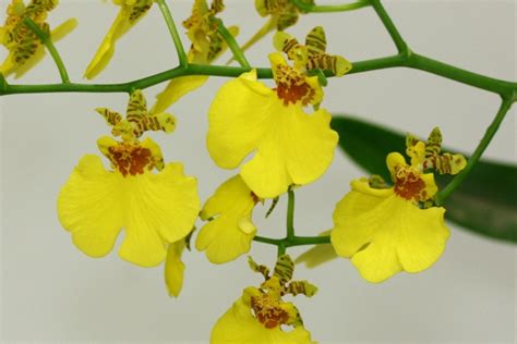 Orchidee Bedeutung, verschiedene Arten und deren Schönheit!