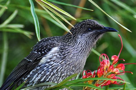 Wattle_Bird - Australian Photography