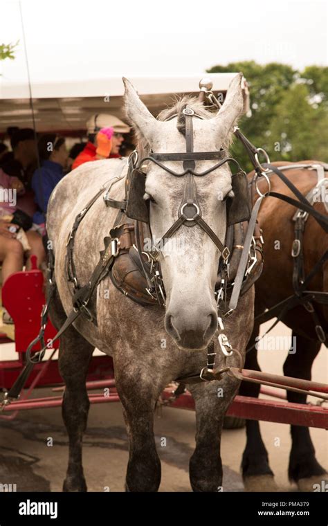 Close up view of a dray horse's face, with carriage in the background Stock Photo - Alamy