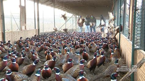 Loyalsock Pheasant Farm | wnep.com