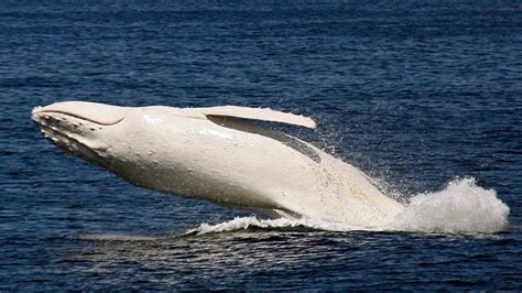 Earth’s Only Albino Humpback Whale Reveals itself in these Fantastic ...