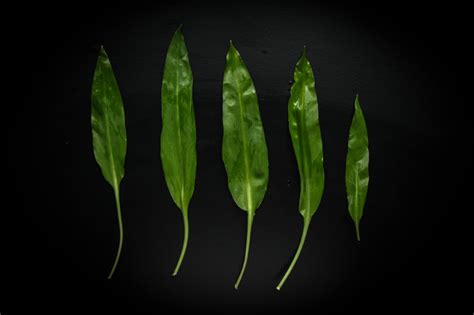 What’s the difference between Ramps and Ramson? – Ateriet