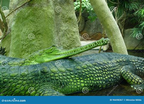 Gavials stock image. Image of danger, critically, animal - 96698367