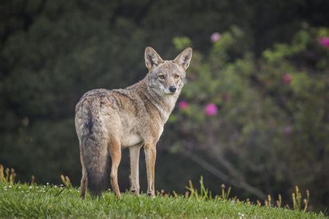 Coyotes howl to chat with their neighbors