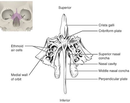 What 2 bone markings are on the ethmoid bone? | Study.com