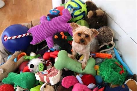 15 Best Interactive Dog Toys [Toys to Keep Your Dog Busy!]