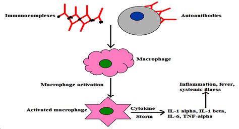 A Review on Macrophage Activation Syndrome - Journal of Pure and Applied Microbiology