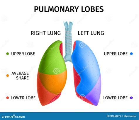 Lung Anatomy Diagram