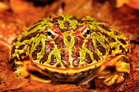 Pac-Man Frog Care And Information - Reptiles Magazine