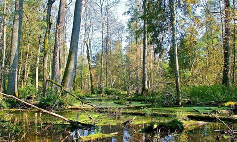 Iconic Białowieża Forest to be logged