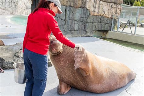 Québec : billet d'entrée à l'Aquarium du Québec | GetYourGuide