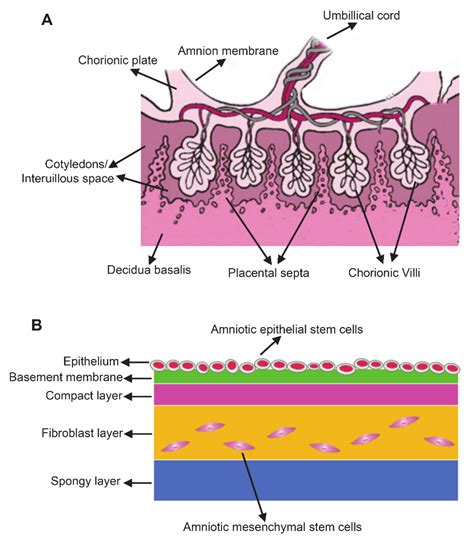 Characteristics and Therapeutic Potential of Human Amnion-Derived Stem Cells