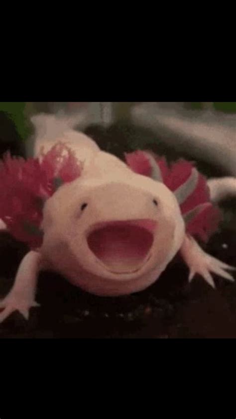 Axolotl surprise Blank Template - Imgflip