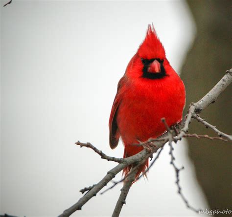 Review of Facts and Photos of the Northern Cardinal