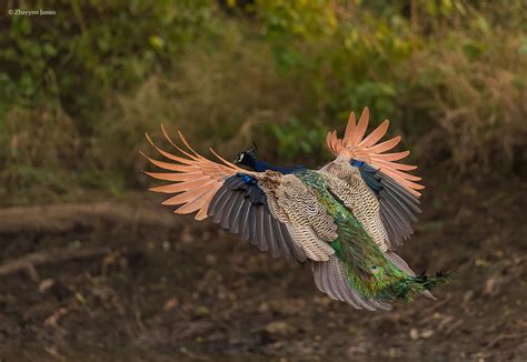 How Peacocks Look In Mid-Flight (9 Pics) | Bored Panda