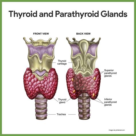 The major endocrine organs of the body include the pituitary, thyroid, parathyroid, adrenal ...