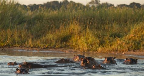 Zambezi River | River Horse Safaris