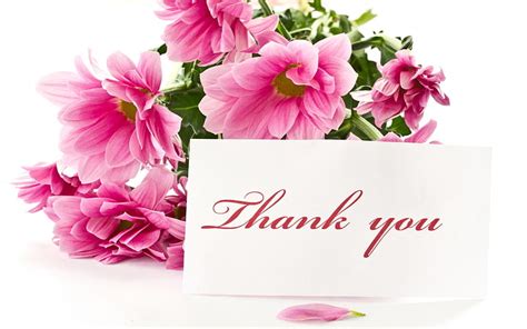 HD wallpaper: pink petaled flowers with thank you card, bunch, note, white background ...