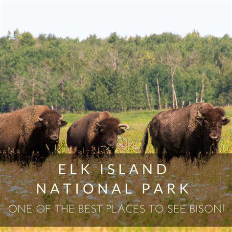 Elk Island National Park: One of the Best Places to See Bison!