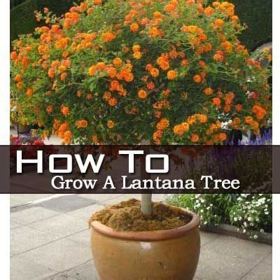 Lantana Bush Care: How To Grow Lantana Plant and Trees | 1000 | Lantana tree, Lantana plant, Plants