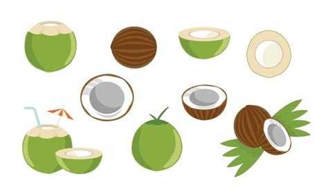 6+ Thousand Coconut Clipart Royalty-Free Images, Stock Photos & Pictures | Shutterstock