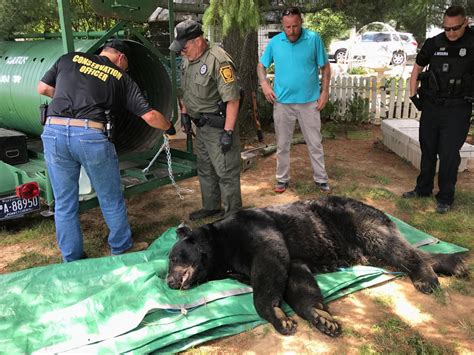 550-pound black bear, largest ever recorded in Lancaster County ...